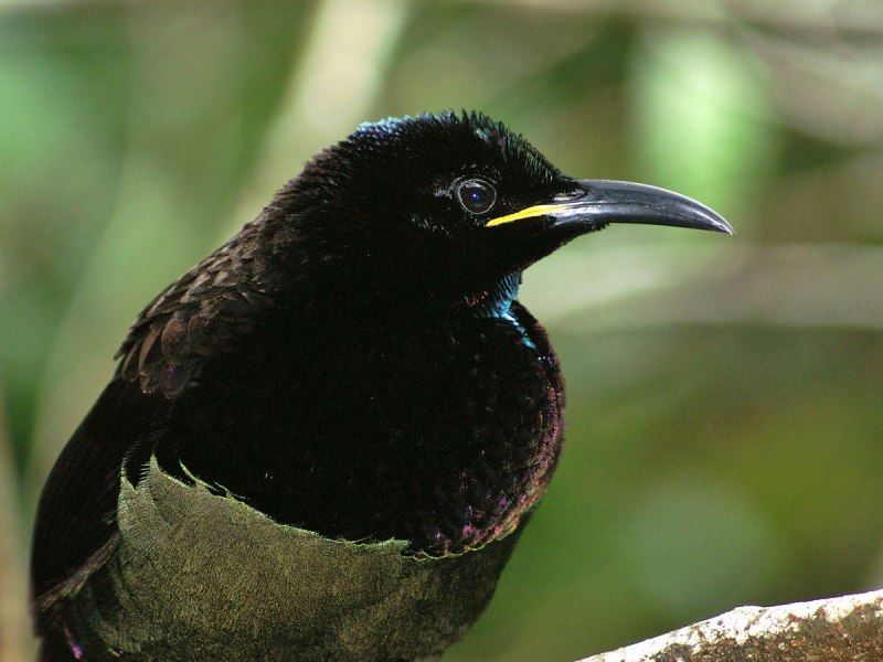 Ptiloris Swainson
