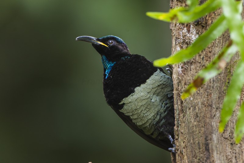 Ptiloris victoriae