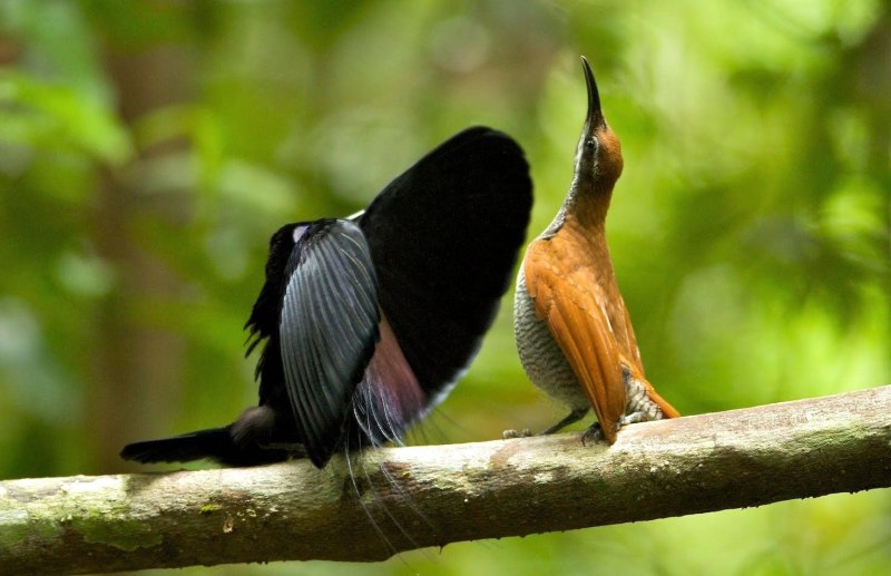 Ptiloris magnificus