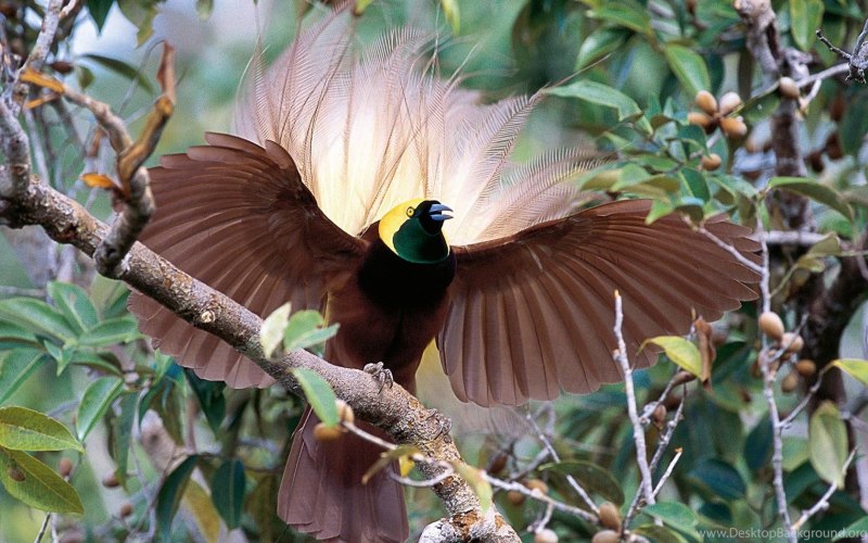 Paradisaea Rudolphi