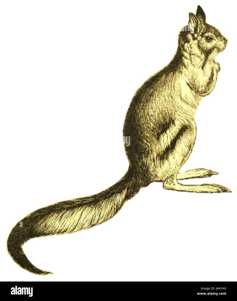 Pedetidae