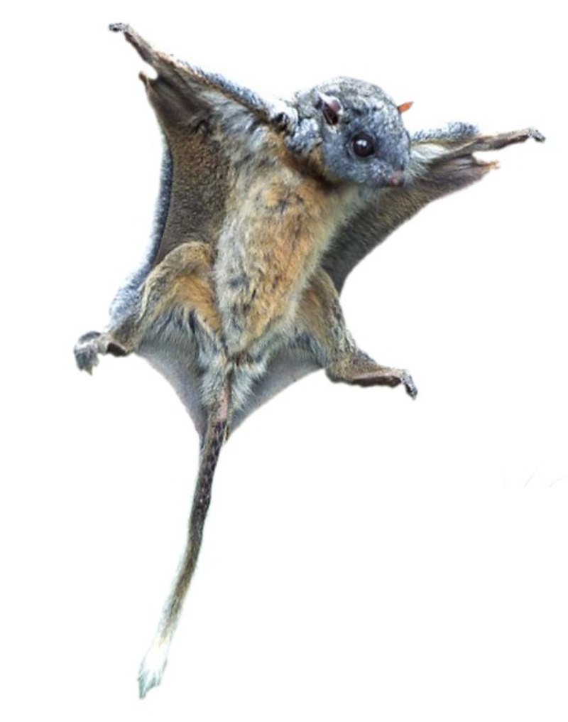 Anomalurus