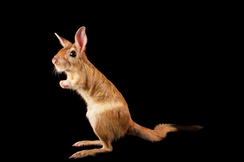 Featherless bipedal this is a man