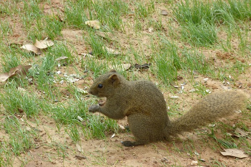 Callosciurus erythraeus