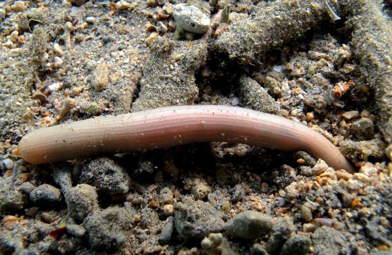 Phascolosomatidea