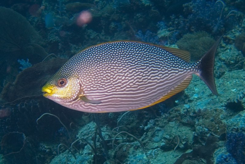 Siganus virgatus