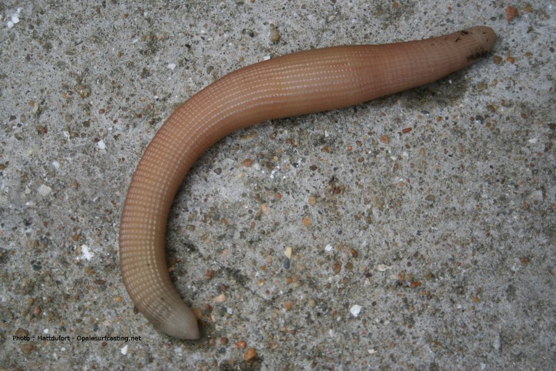 Червяк Sipunculus (Sipunculus) nudus