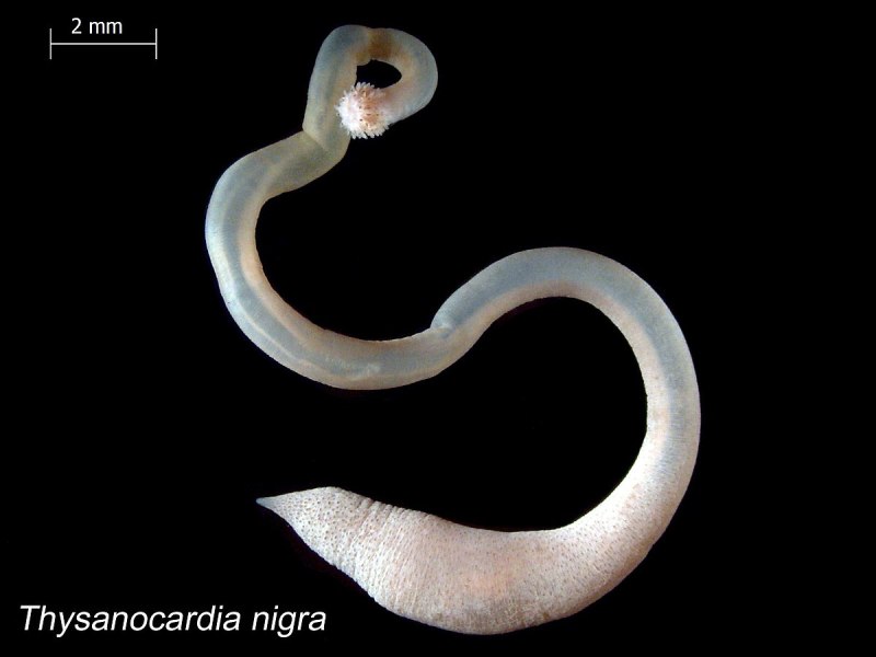 Myzostomida рисунки