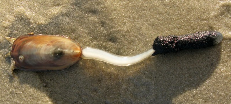Lingula anatina