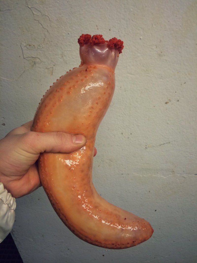 Морской огурец