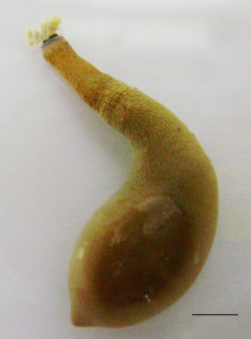 THEMISTE petricola