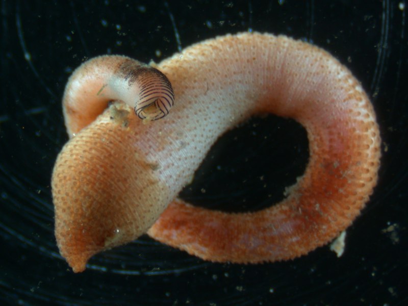Звездчатые черви Sipuncula