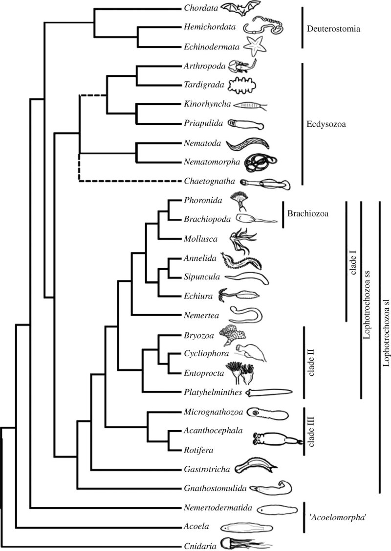 Ecdysozoa систематика