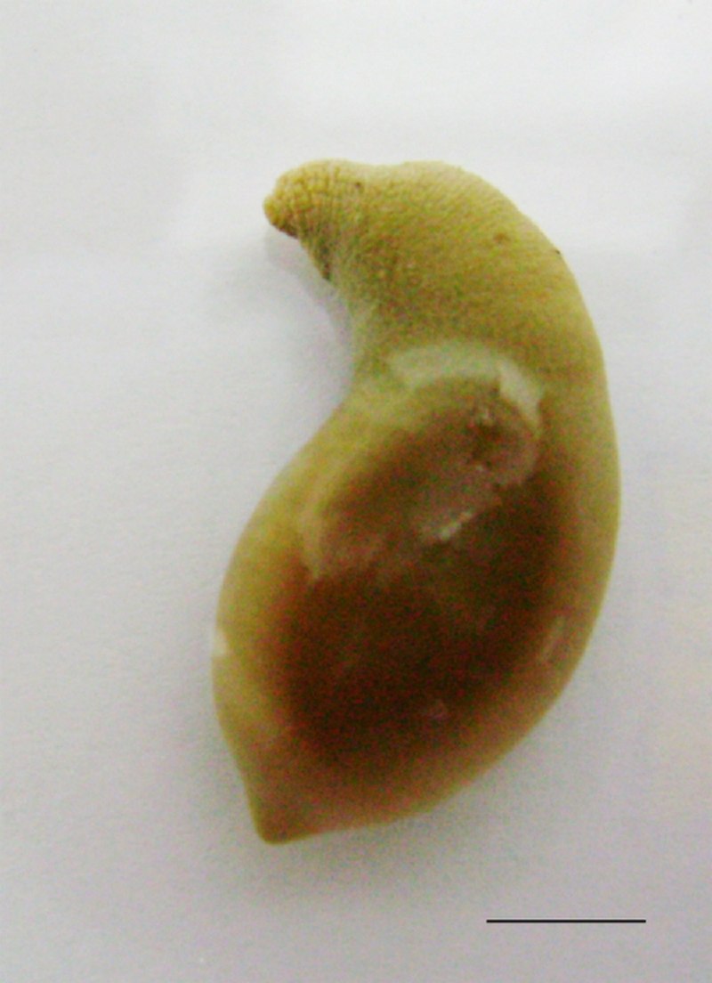 THEMISTE petricola