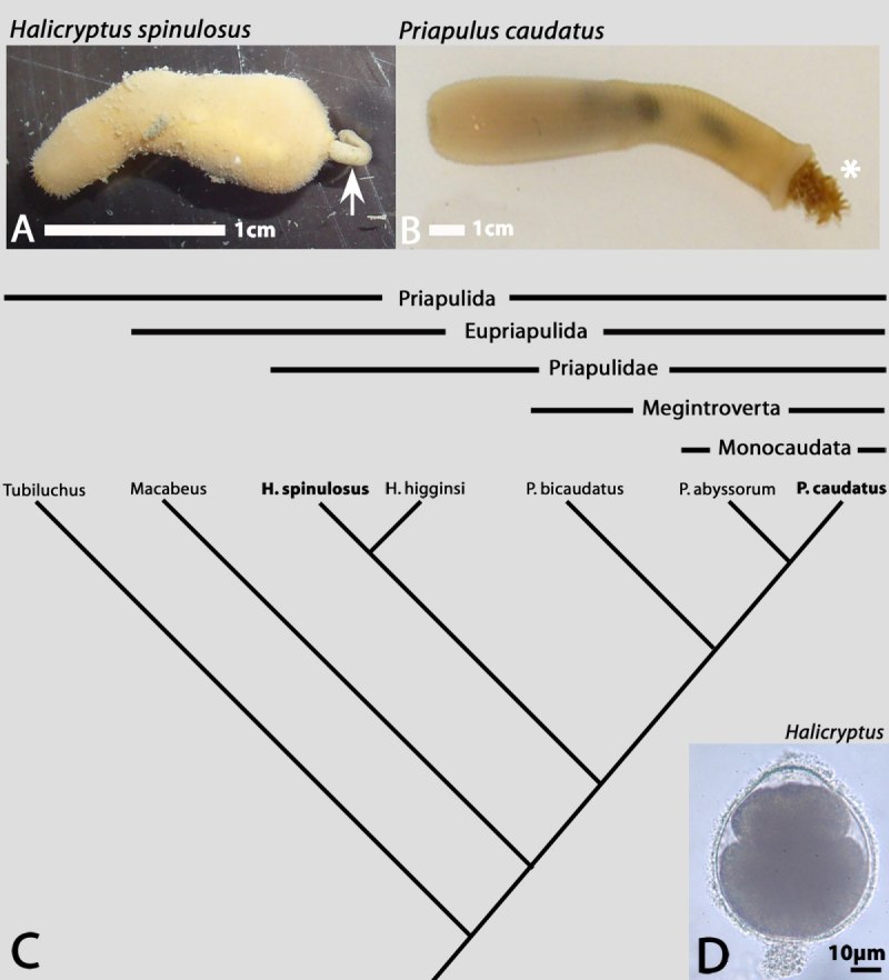 Priapulus caudatus строение