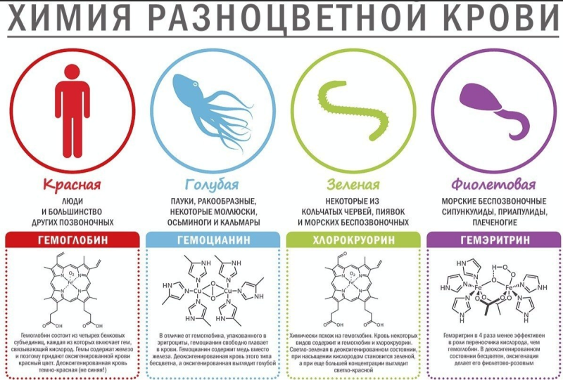 Гемоцианин голубая кровь