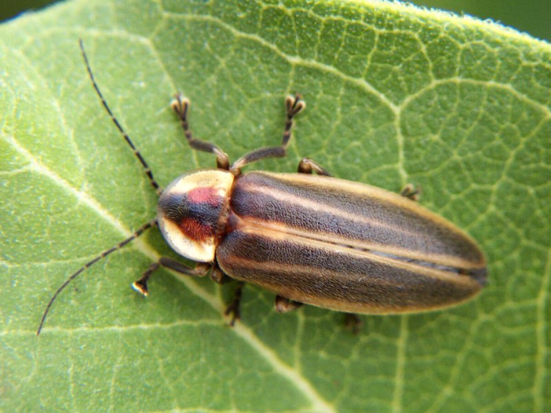 Photuris pennsylvanica