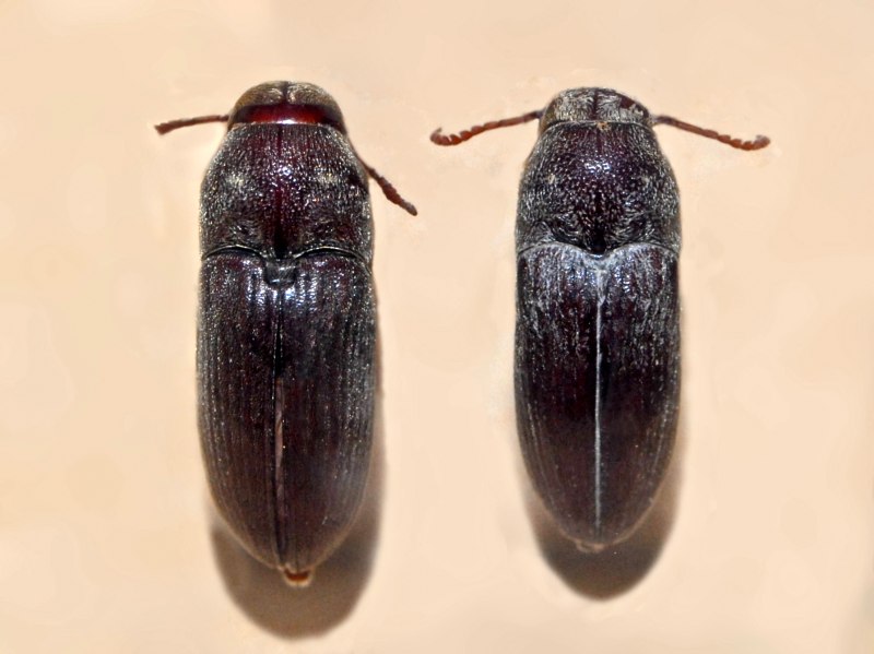 Древоеды (Eucnemidae)