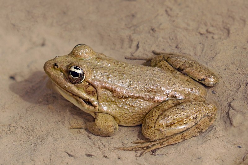 Лягушка Pelophylax saharica