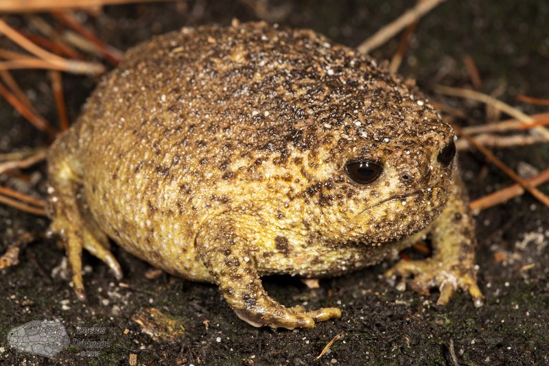 Fat Frog