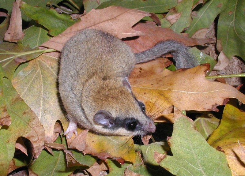"Dryomys nitedula" Соня Лесная