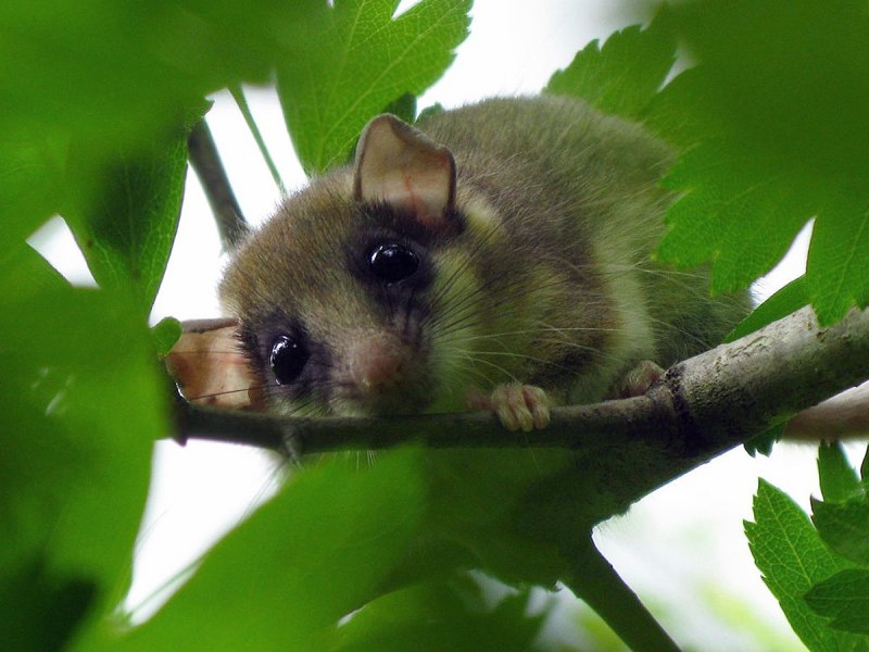 "Dryomys nitedula" Соня Лесная