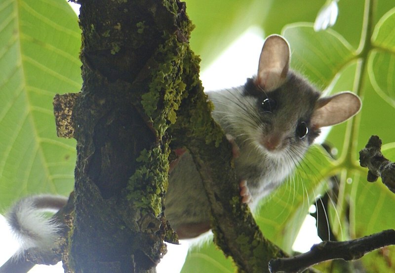 "Dryomys nitedula" Соня Лесная