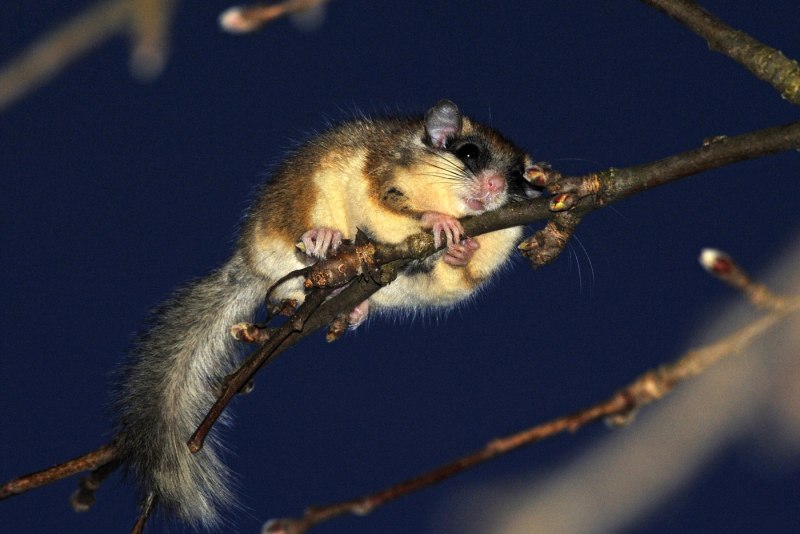 Соня Лесная dryomys nitedula (Pallas, 1778)