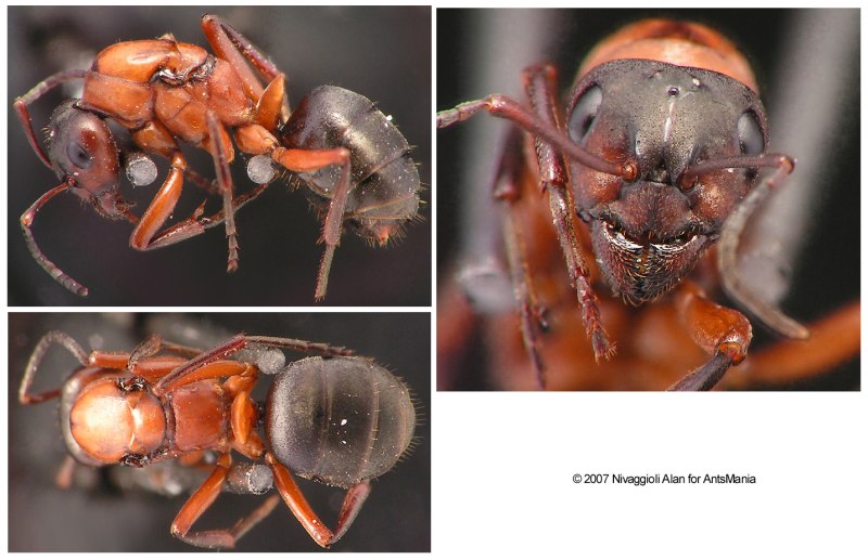 Formica sanguinea матка
