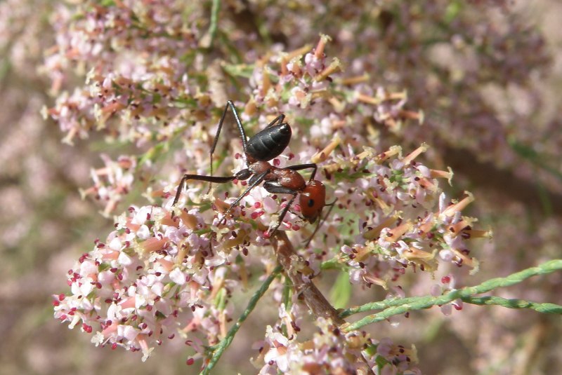 Cataglyphis Setipes
