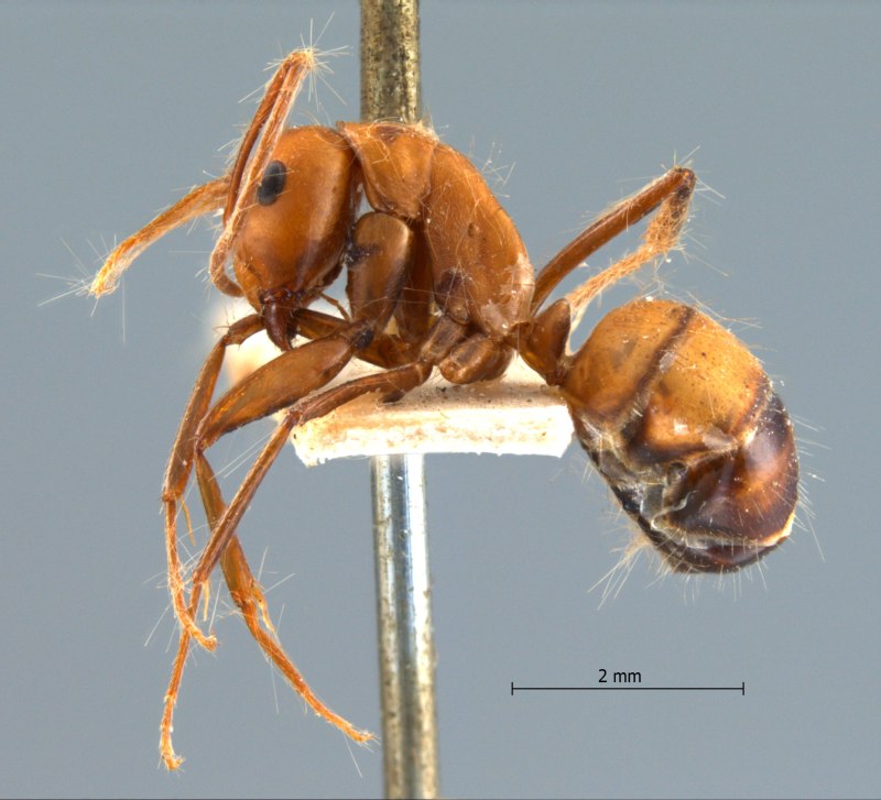 Camponotus Nicobarensis солдат