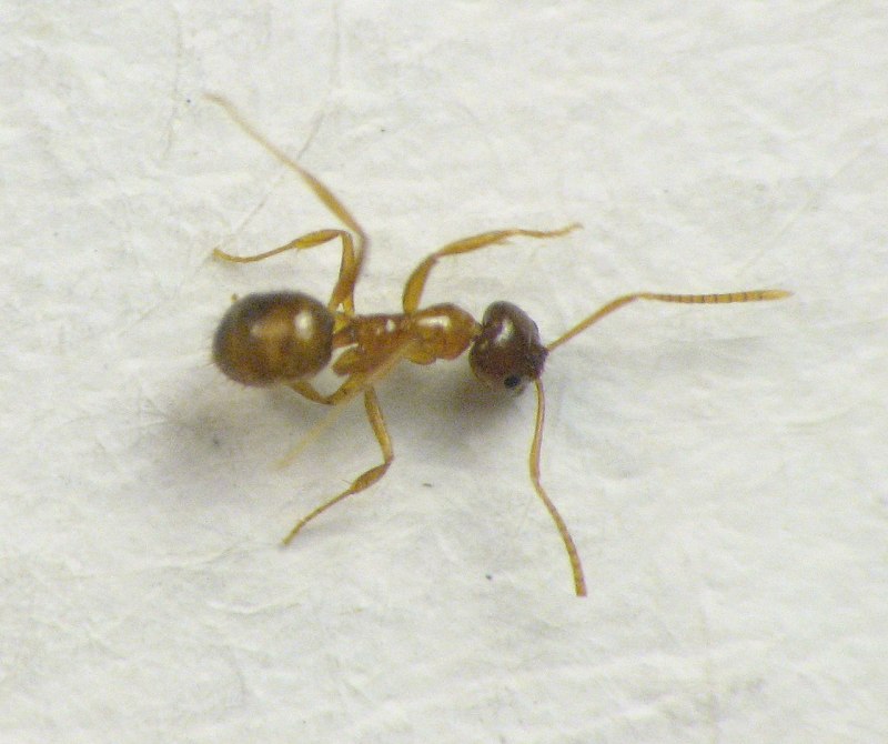 Nylanderia colchica