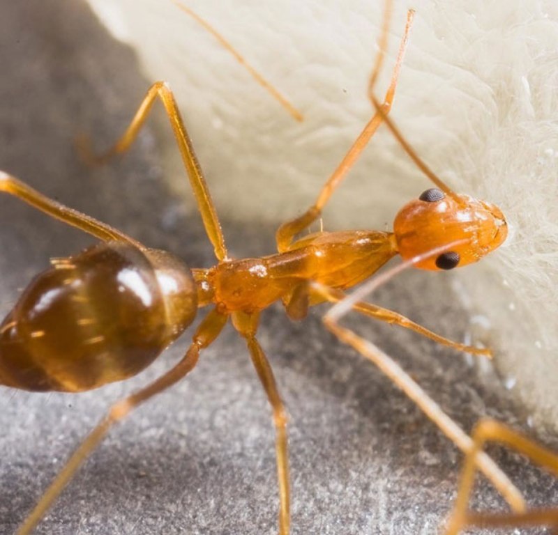 Муравьи «anoplolepis gracilipes»