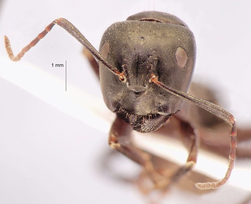 Муравьи Camponotus saxatilis