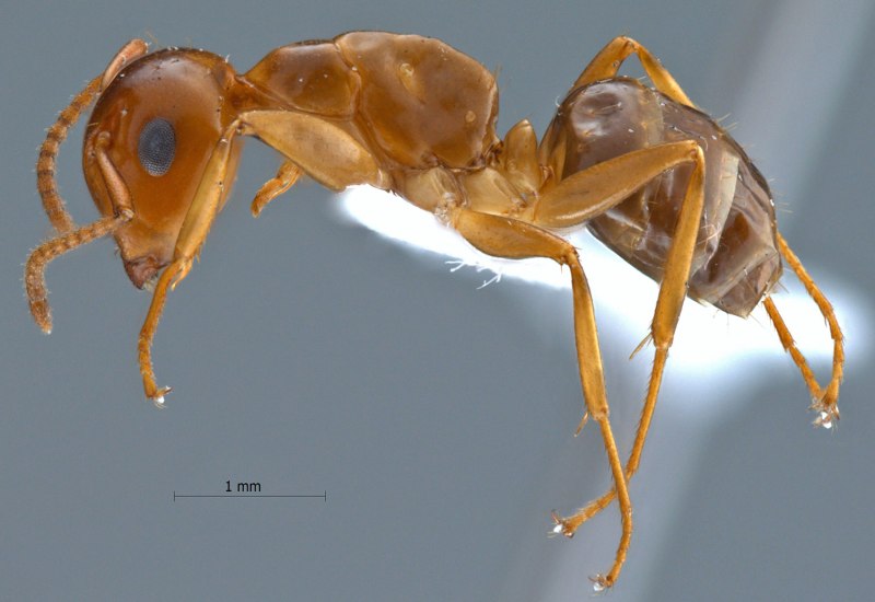 Camponotus sericeiventris Королева