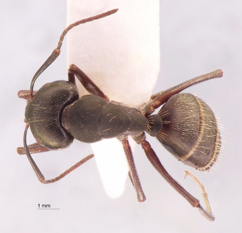 Муравьи Camponotus saxatilis