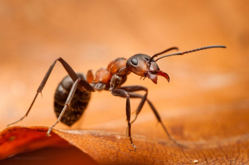 Рыжий Лесной муравей (Formica Rufa)