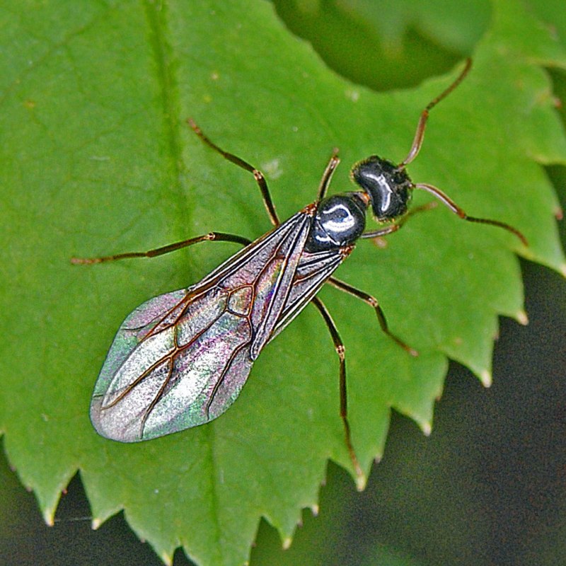 Dendrolasius