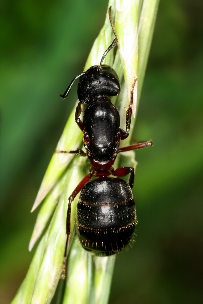 Муравьи Camponotus herculeanus