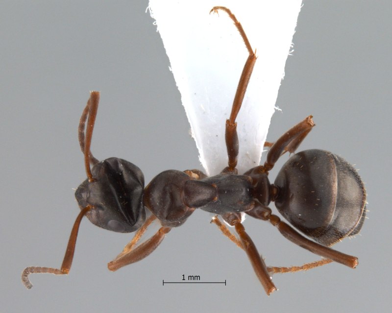 Formica gagatoides матка