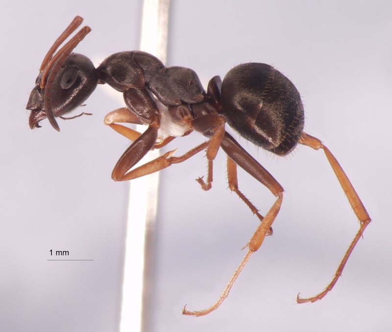 Formica Fusca/Lemani