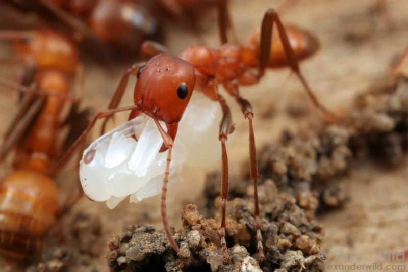 Polyergus rufescens