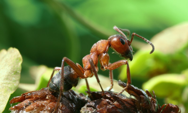 Рыжий Лесной муравей (Formica Rufa)