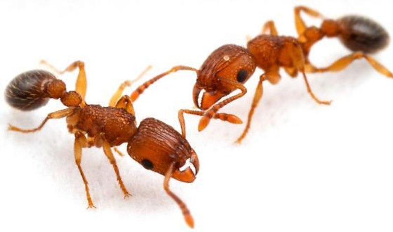 Tetramorium bicarinatum