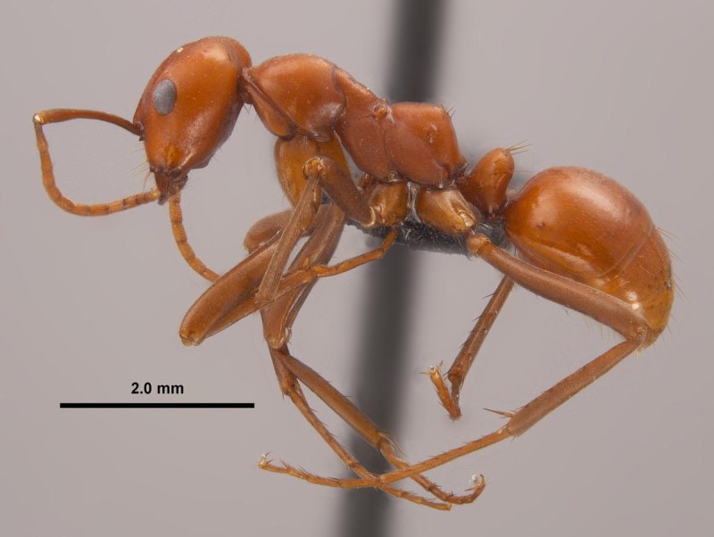 Polyergus rufescens