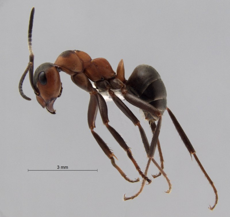 Formica polyctena и Formica Rufa