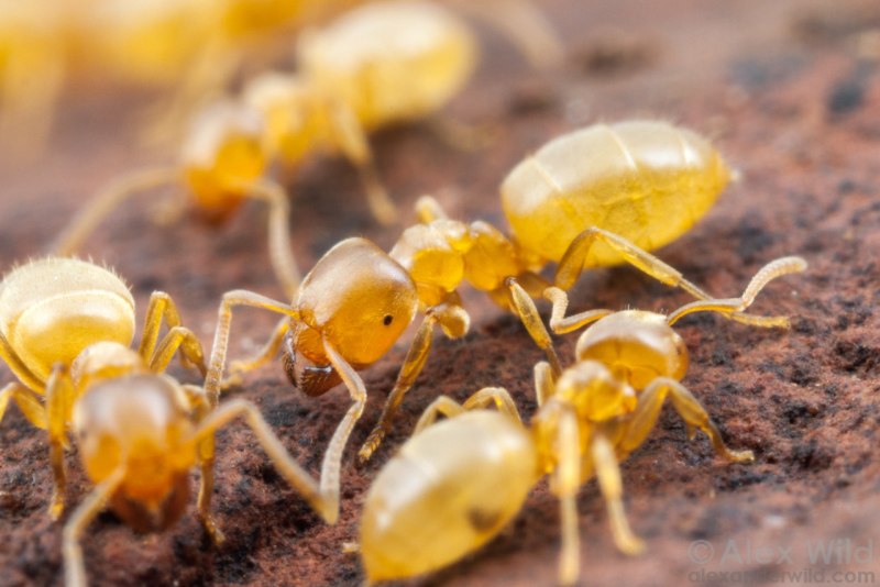 Lasius flavus матка