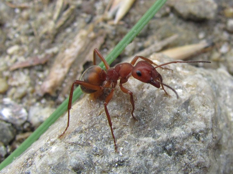 Муравьи Formica ereptor