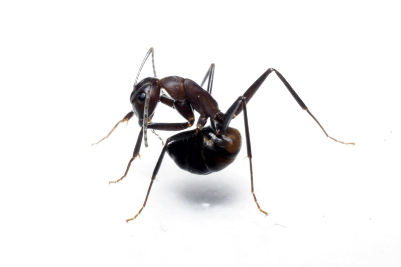 Муравей гигант - Camponotus Vagus