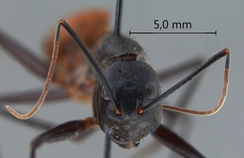Самые большие муравьи в мире Camponotus Gigas